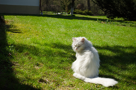 白长长头发的猫坐在草地上图片