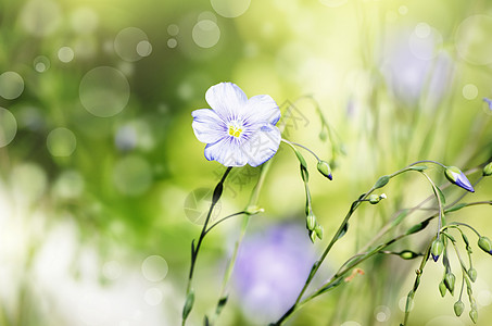 鲜花绿色草地植物花园图片