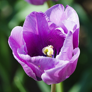 Violet 郁金花郁金香植物花园季节花瓣场地绿色紫色图片