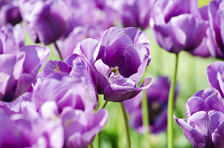 Violet 郁金花紫色花瓣场地植物郁金香花园季节绿色图片