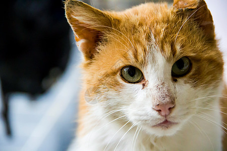 红猫哺乳动物虎斑老化头发生活毛皮情怀疾病亲热鼻子图片