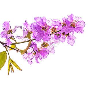 Inthanin 鲜花花园花艺女王紫色大果宏观植物群植物树叶园艺图片