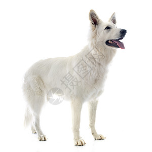 白色瑞士牧羊人瑞士牧羊人宠物工作室成人白色文化牧羊犬动物背景