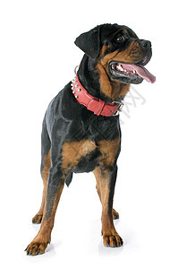 罗威纳犬女性犬类衣领纳犬工作室黑色动物宠物图片