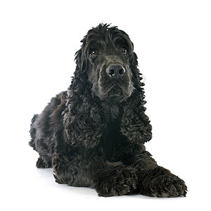 英语斗鸡宠物工作室犬类黑色动物猎犬图片