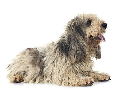 南狮,格里夫顿 vendeen工作室动物猎狗流浪狮鹫宠物背景