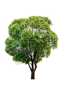 隔离的绿树叶子绿色木头植物群生活生长森林植物多叶环境图片