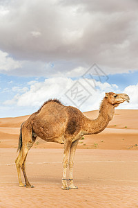 阿曼瓦伊巴骆驼动物沙丘假期旅行哺乳动物婴儿干旱旱谷天空图片