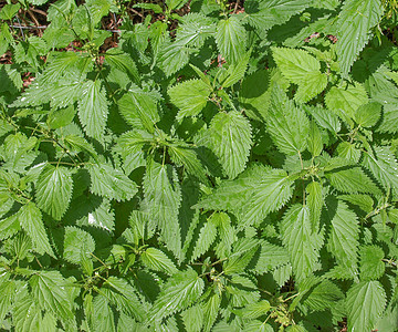 刺纹织物植物群植被荨麻疹绿色植物荨麻草本图片