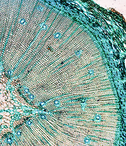 松木显微图照片松树幻灯片微图木头光学光显微研究显微镜实验室图片