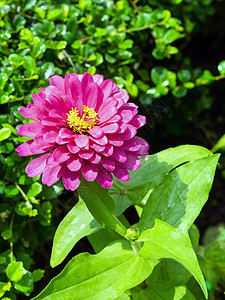 乔治娜草本植物红色树叶块状红花图片