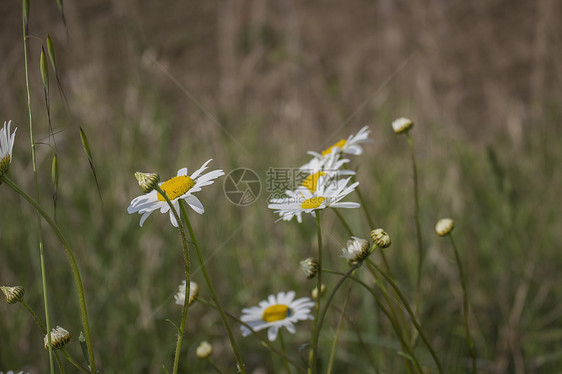 Daisies 宏 贝利斯 Perennis黄色束草常年白色杂草绿色图片