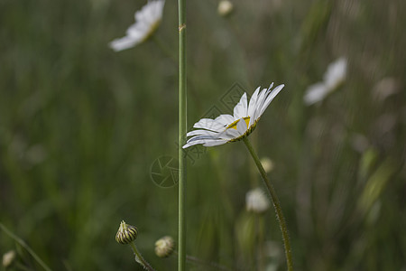 Daisies 宏 贝利斯 Perennis黄色常年杂草白色绿色束草图片