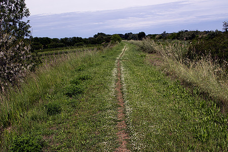 乡村步行道路 农村树叶杂草衬套树木雏菊图片