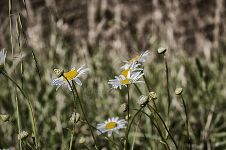 Daisies 宏 贝利斯 Perennis白色绿色黄色束草杂草常年图片