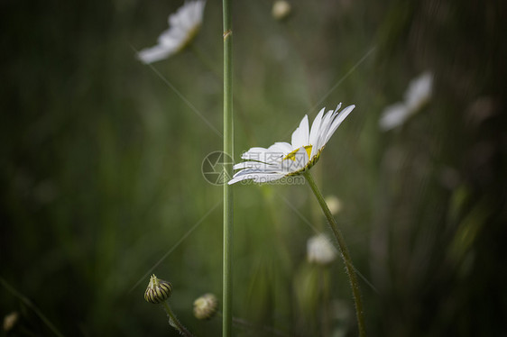 Daisies 宏 贝利斯 Perennis黄色绿色白色杂草束草常年图片