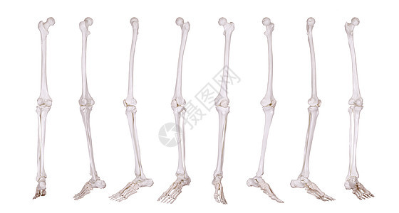 骨架腿的细细科学软骨药品骨骼生物学治疗医疗风湿病疾病身体图片