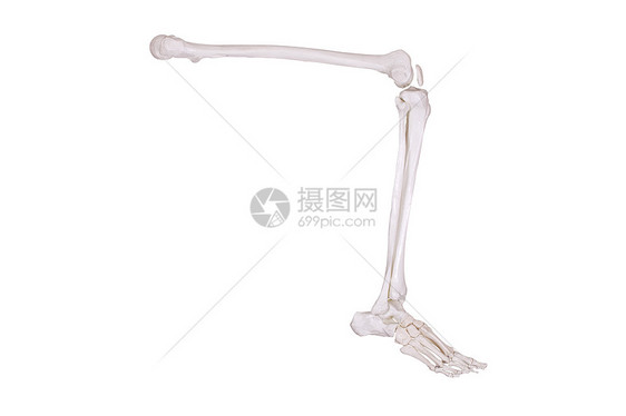 骨架腿的细细身体生物学治疗医院风湿病药品膝盖软骨疾病骨骼图片