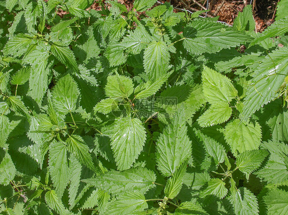 刺纹织物绿色草本植物荨麻疹荨麻植被植物群图片