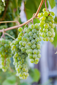 绿色绿葡萄晴天葡萄园收成阳光植物栽培食物种植酿酒团体图片