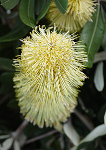 银花花高架眼科树叶植物学植物锥体黄色花头图片