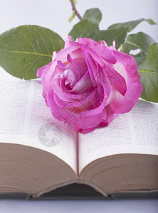 玫瑰在书上庆典白色笔记记忆花朵图书红色祷告妈妈们图片