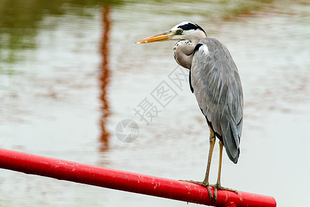 Grey Heron(阿迪亚) 4图片