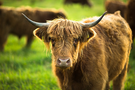 牛群在一片美丽的绿草地上放牧农场奶制品牛奶牧场家畜哺乳动物牛角生物小牛草原图片