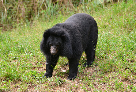 亚非黑熊野生动物哺乳动物食肉热带危险荒野爪子男性俘虏动物图片