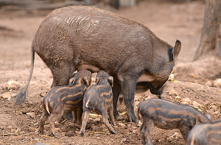 野猪喂养婴儿哺乳动物妈妈森林牛奶动物园条纹毛皮动物小猪荒野图片
