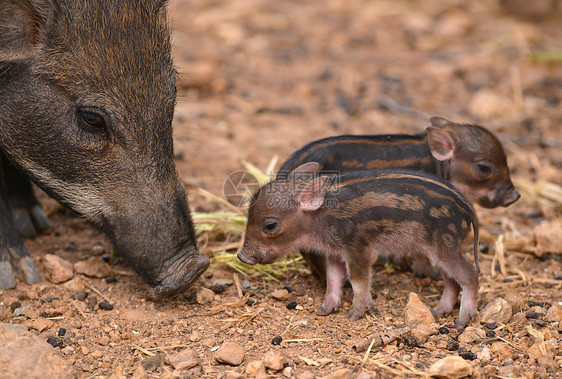 婴儿野猪动物棕色荒野毛皮条纹小猪孩子森林动物园哺乳动物图片