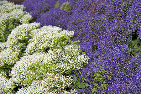鲜花大海双色花盆温室花朵植物群观赏花园植物生物紫丁香背景图片