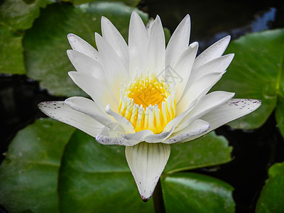 莲花盛开花园黄色绿色花瓣百合荷花叶子植物群植物学白色图片