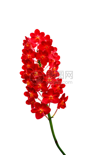 孤立的兰花花种植花园气候花坛花头植物香味栽培植物学红色图片