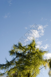 蓝色天空背景上方的Lair树图片
