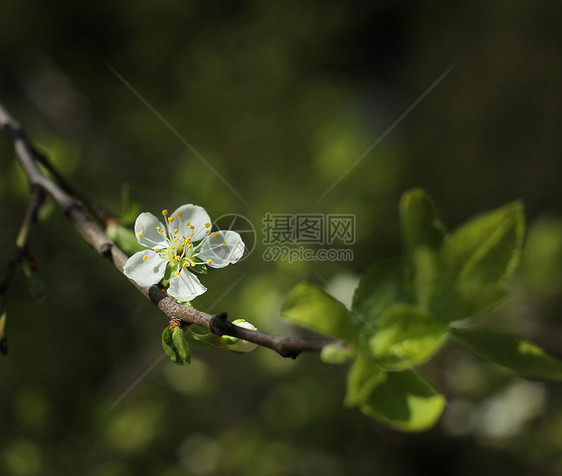 白果树花开花图片