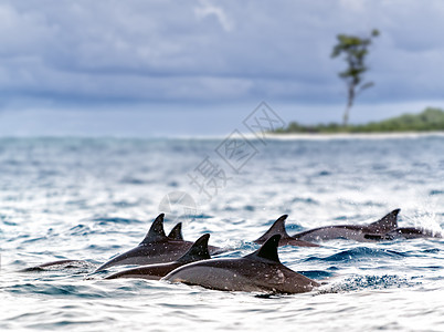 螺旋海豚图片