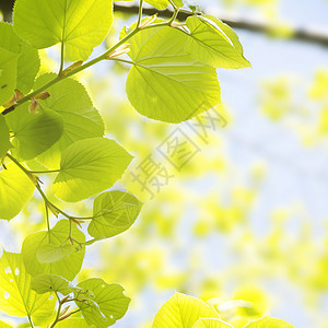 春季生命年假叶子晴天阳光环境生态天空蓝色绿色太阳风景图片