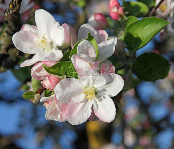 春天的苹果花园艺花瓣季节香气环境生长叶子疗法植物学日落图片