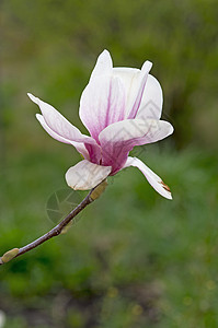 粉红木兰紫色花朵季节玉兰叶子植物群花瓣花园植物公园图片