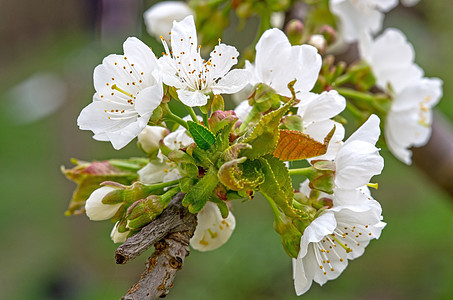 樱花花花园宏观树干植物学植物季节生长背景花瓣植物群图片