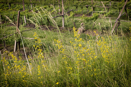 绿草背景花朵衬套树叶叶子杂草红色黄色农村图片