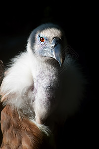 葛里芬秃鹫的眼睛图片