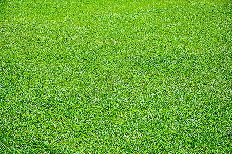 绿绿色向下宏观剪切场地生长草本植物植物人植物草地地毯季节图片