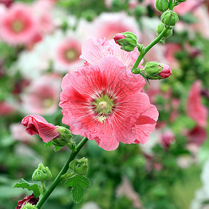 胡合极花花叶子植物学热带生长花盆植物场地绿色农业生活图片