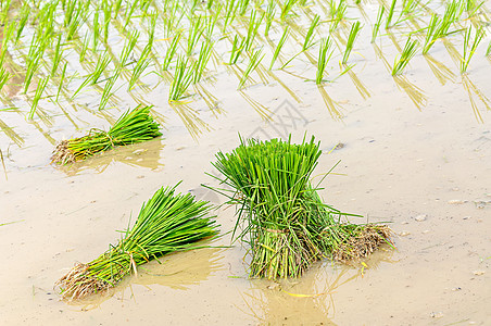 稻苗农业土壤绿色场地幼苗农作物农村稻田图片