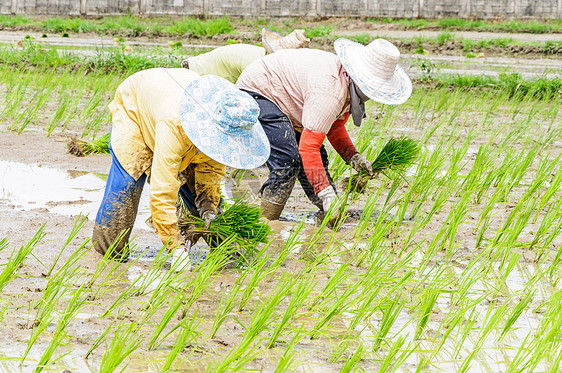 水稻苗移植劳动幼苗绿色农作物农村土壤场地农业稻田图片