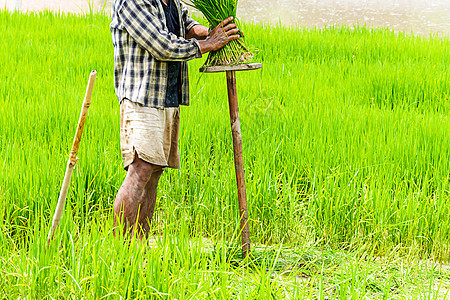 种植稻苗的农民农业场地农村土壤劳动幼苗绿色稻田农作物图片