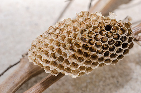 黄蜂巢危险荒野梳子殖民地黑色昆虫细胞家庭化合物野生动物图片