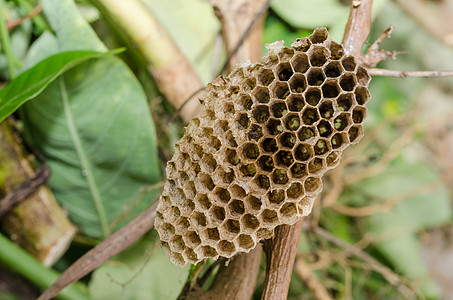 黄蜂巢梳子殖民地化合物荒野蜜蜂家庭黑色蜂巢昆虫细胞图片